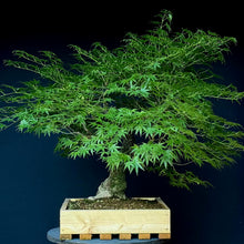 Lade das Bild in den Galerie-Viewer, Japanischer Fächerahorn / Acer palmatum „arakawa“
