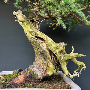 Yamadori Fichte / Picea abies