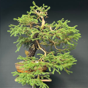 Yamadori Fichte / Picea abies