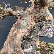 Lade das Bild in den Galerie-Viewer, Bonsai Dreispitzahorn auf Stein / Acer Burgerianum auf Stein

