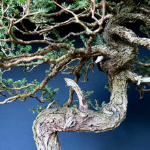 Lade das Bild in den Galerie-Viewer, Japanische Hemlocktanne / Tsuga diversifolia
