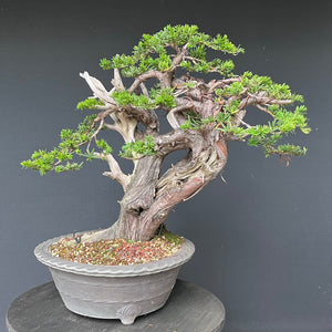 Japanische Eibe / Taxus cuspidata
