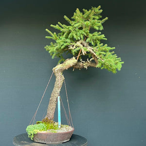 Bonsai Fichte / Picea abies