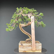 Lade das Bild in den Galerie-Viewer, Sabina Wacholder / Juniperus sabina
