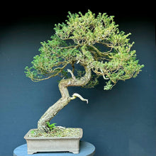 Lade das Bild in den Galerie-Viewer, Japanische Hemlocktanne / Tsuga diversifolia
