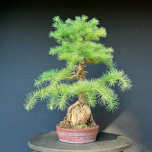 Lade das Bild in den Galerie-Viewer, Europäische Lärche / Larix decidua
