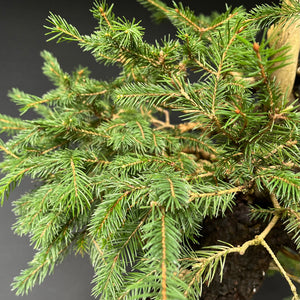 Yamadori Fichte / Picea abies