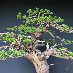 Japanische Eibe / Taxus cuspidata