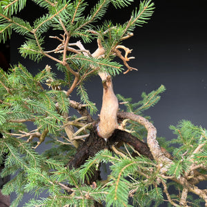 Yamadori Fichte / Picea abies