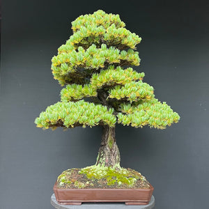 Bonsai Japanische Mädchenkiefer / Pinus parviflora