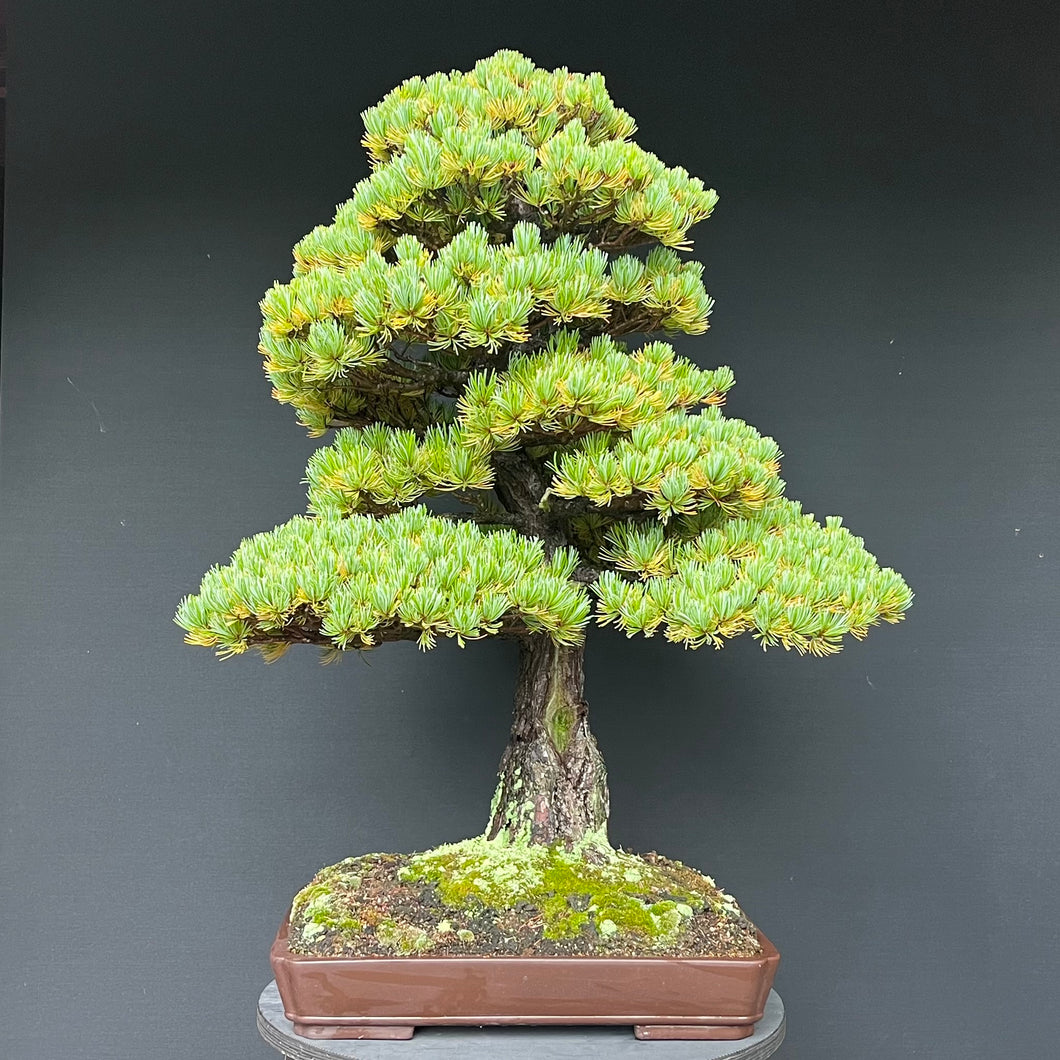 Bonsai Japanische Mädchenkiefer / Pinus parviflora