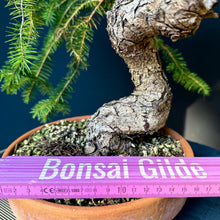 Lade das Bild in den Galerie-Viewer, Fichte / Picea abies
