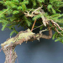 Lade das Bild in den Galerie-Viewer, Bonsai Fichte / Picea abies
