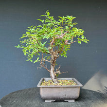 Lade das Bild in den Galerie-Viewer, Kirschpflaume / Prunus cerasifera

