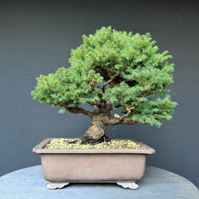 Lade das Bild in den Galerie-Viewer, Ajan-Fichte / Picea jezoensis
