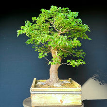 Lade das Bild in den Galerie-Viewer, Dreispitz-Ahorn / Acer buergerianum
