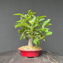Lade das Bild in den Galerie-Viewer, Bonsai Zierapfel / Malus sieboldii
