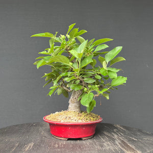 Bonsai Zierapfel / Malus sieboldii