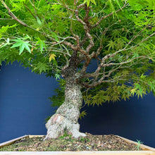 Lade das Bild in den Galerie-Viewer, Japanischer Fächerahorn / Acer palmatum „arakawa“
