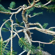 Lade das Bild in den Galerie-Viewer, Fichte / Picea abies
