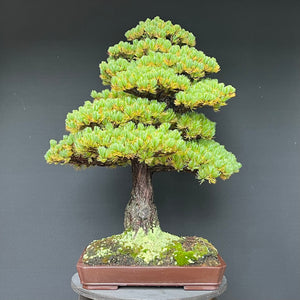 Bonsai Japanische Mädchenkiefer / Pinus parviflora