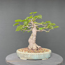 Lade das Bild in den Galerie-Viewer, Bonsai Winterlinde / Tilia cordata
