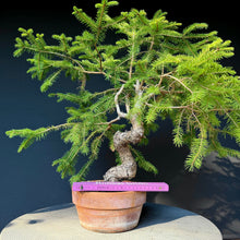 Lade das Bild in den Galerie-Viewer, Fichte / Picea abies
