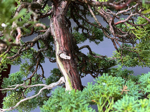 Chinesischer Wacholder / Juniperus Chinensis Itoigawa