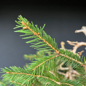 Yamadori Fichte / Picea abies