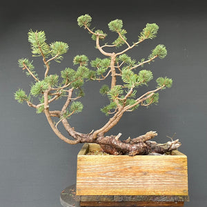 Bergkiefer / Pinus mugo