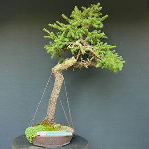 Bonsai Fichte / Picea abies