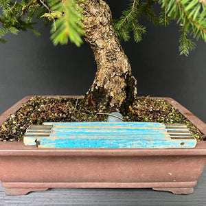 Bonsai Fichte / Picea abies