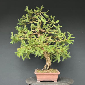 Bonsai Fichte / Picea abies