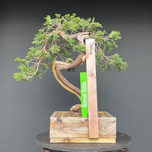 Lade das Bild in den Galerie-Viewer, Sabina Wacholder / Juniperus sabina
