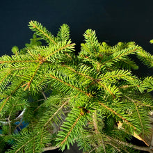 Lade das Bild in den Galerie-Viewer, Fichte / Picea abies
