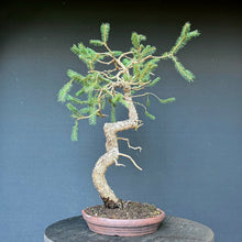 Lade das Bild in den Galerie-Viewer, Fichte / Picea abies
