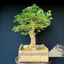 Lade das Bild in den Galerie-Viewer, Dreispitz-Ahorn / Acer buergerianum
