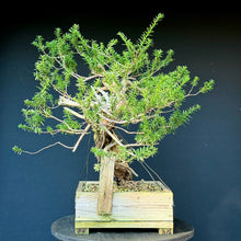 Lade das Bild in den Galerie-Viewer, Japanische Eibe / Taxus cuspidata
