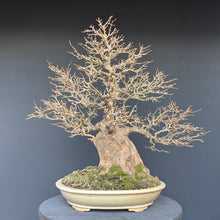 Lade das Bild in den Galerie-Viewer, Bonsai Dreispitzahorn auf Stein / Acer Burgerianum auf Stein
