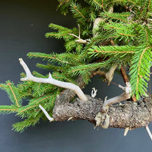 Lade das Bild in den Galerie-Viewer, Bonsai Fichte / Picea abies
