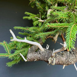 Bonsai Fichte / Picea abies