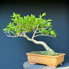 Lade das Bild in den Galerie-Viewer, Magnolie / Magnolia
