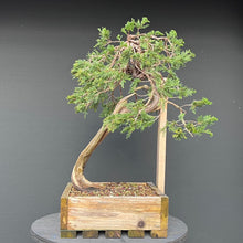 Lade das Bild in den Galerie-Viewer, Sabina Wacholder / Juniperus sabina
