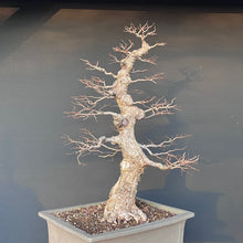 Lade das Bild in den Galerie-Viewer, Bonsai Ulme / Ulmus minor
