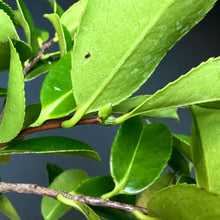 Lade das Bild in den Galerie-Viewer, Magnolie / Magnolia
