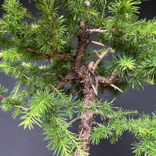 Lade das Bild in den Galerie-Viewer, Bonsai Europäische Lärche / Larix Decidua
