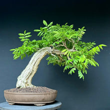Lade das Bild in den Galerie-Viewer, Blauregen / Wisteria
