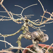 Lade das Bild in den Galerie-Viewer, Europäische Lärche / Larix Decidua
