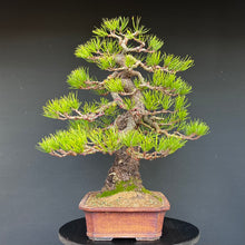 Lade das Bild in den Galerie-Viewer, Bonsai Kiefer
