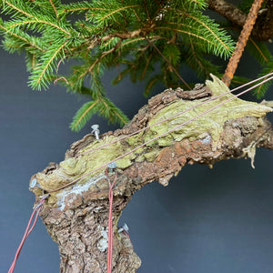 Bonsai Fichte / Picea abies